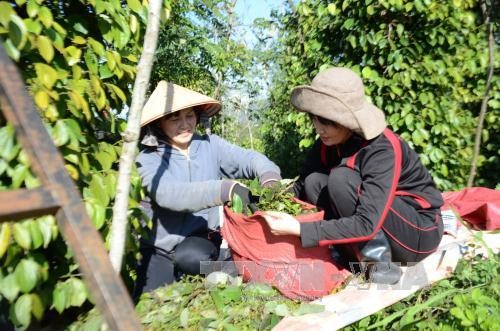 South faces farm labour shortage