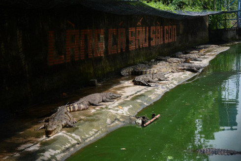 Crocodile breeders face huge losses amid falling prices