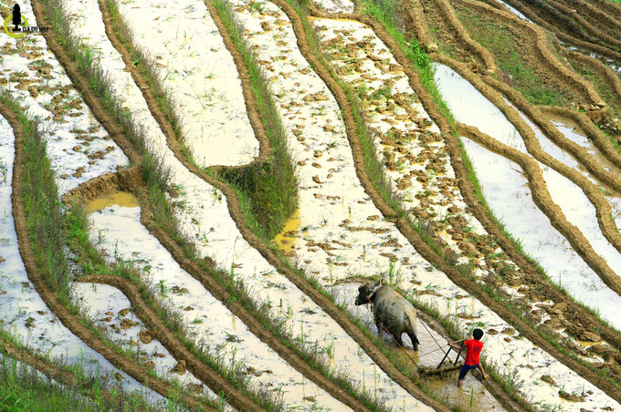 A Mong ethnic minority boy is ploughing a terraced field. 