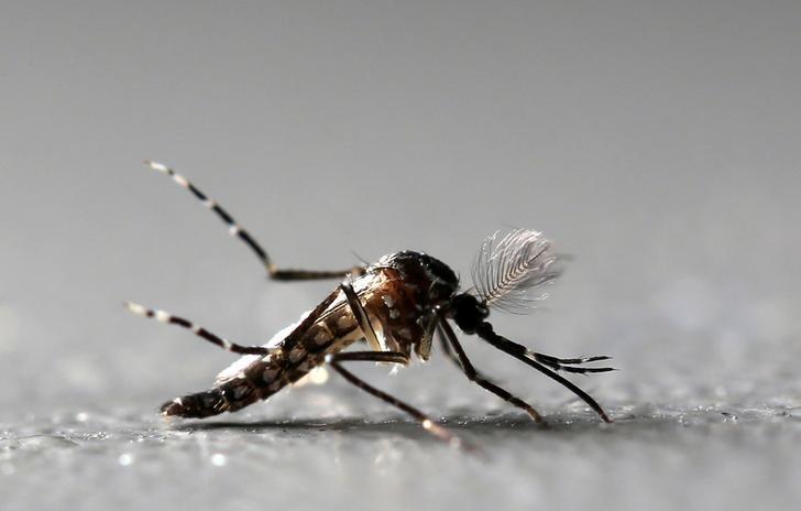 Genetically modified male Aedes aegypti mosquitoes are pictured at Oxitec factory in Piracicaba, Brazil, October 26, 2016. 