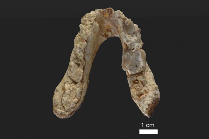  The lower jaw of the 7.175 million year old Graecopithecus freybergi (El Graeco) from Pyrgos Vassilissis, Greece is shown in this handout provided May 19, 2017. Courtesy of Wolfgang Gerber, University of Tübingen/Handout via REUTERS