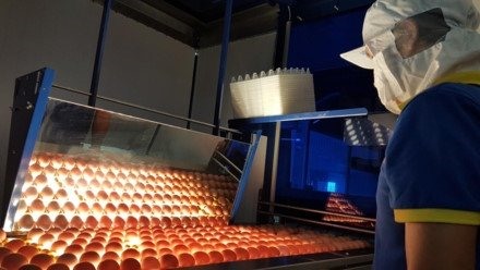 Breeders worry over falling chicken price