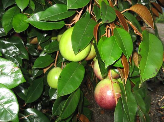 Vinh Kim is one of the two largest orchards in Tien Ging province. Its most famous speciality is Lo Ren star apple.