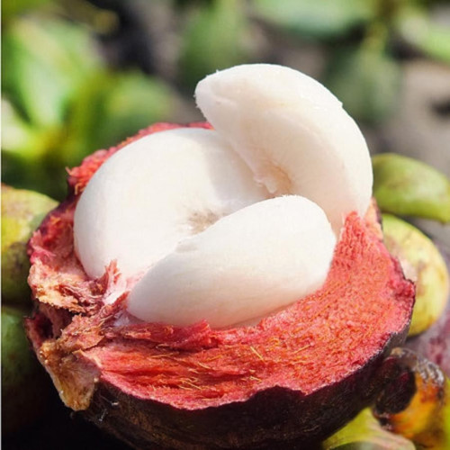 It is also famous for many other delicious fruits like mangosteen