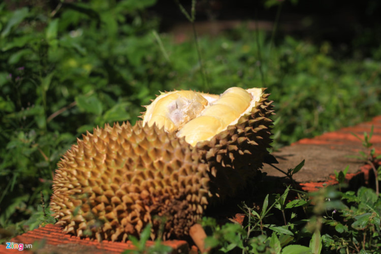 Cai Mon village in Cho Lach, Ben Tre province is famous for durian.