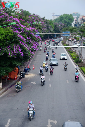   Purple – the color of Crape-myrtle flowers, appears at the beginning of the summer. Crape-myrtle flowers are grown in crowded streets.