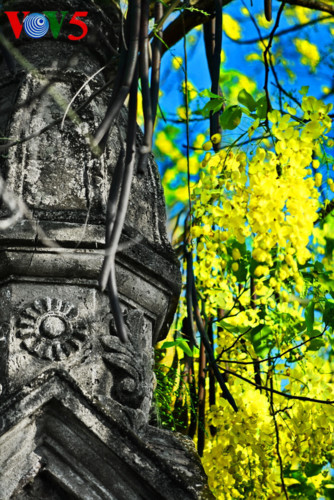   Golden Shower trees grow on certain Hanoi streets, like Le Trong Tan, Nguyen Dinh Thi, Lac Long Quan, and surrounding West Lake. 