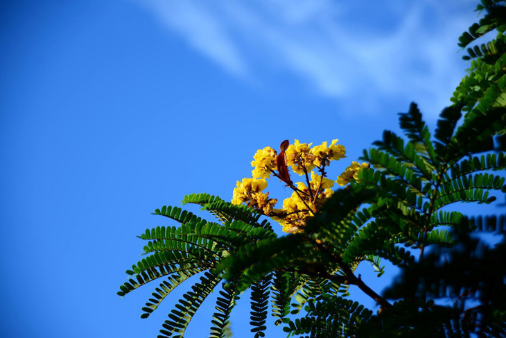   Some other flowers like Peacock contribute its own yellow color to the colorful summer of Hanoi.