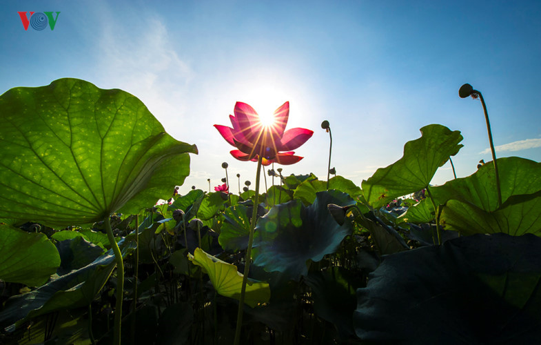 Pink lotus in pond