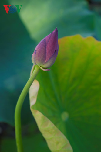 A Lotus bud