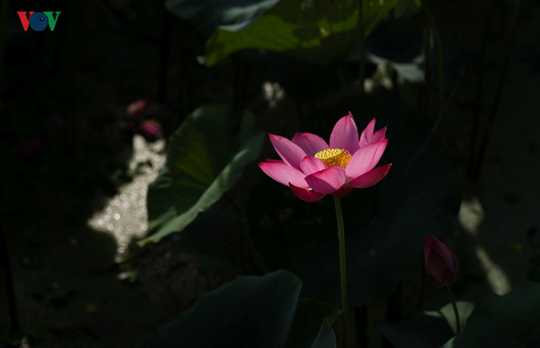 Lotus flowers at dawn