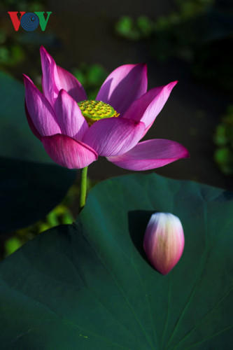 Lotus leaves