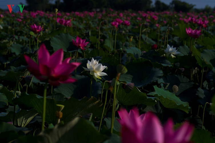 A rare white lotus in the pond