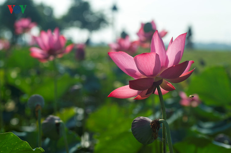 Lotus is Vietnam's national flower