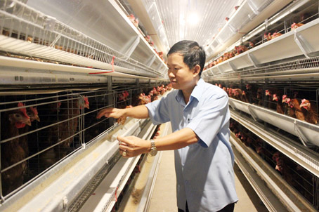 Gia hạn lộ trình xử lý chất thải ở các cơ sở chăn nuôi đến 30-11