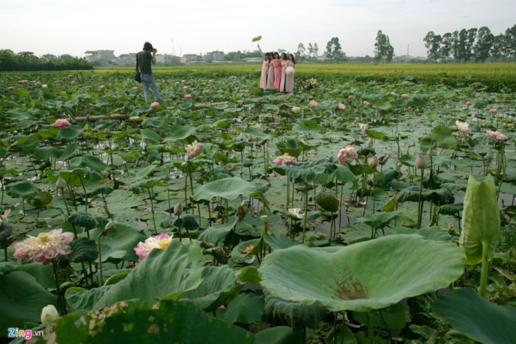 The local farmer who owns the 1,000-hectare plot has allowed free access to the public, saying he grows the flowers to maintain the quality and aesthetic beauty of his land.