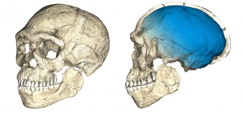 Moroccan fossils shake up understanding of human origins