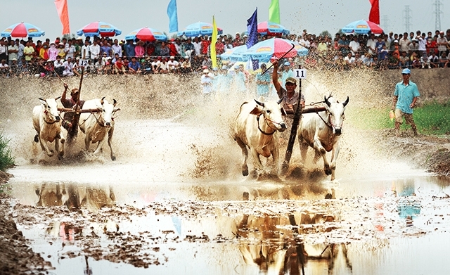 The Bay Nui bull racing festival  