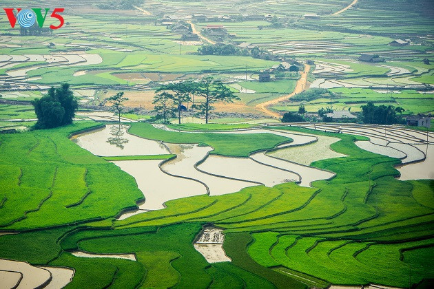   A corner of Cao Pha valley where rice seedlings are transplanted.