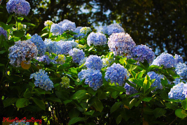 The Hydrangea garden is located in Phia Den, Nguyen Binh district, Cao Bang province.  