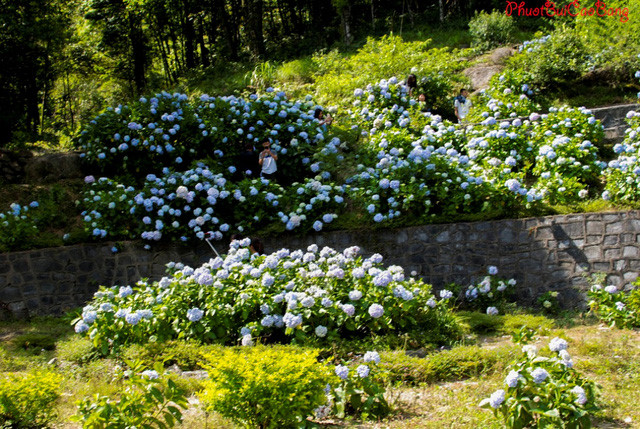 They are grown on the hillside and roads.