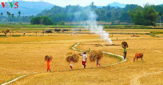 Straw season