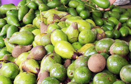 Bơ Đồng Nai được giá