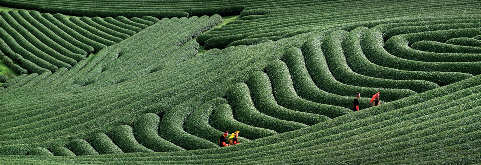 A tea field in Central Highlands’ Lam Dong province