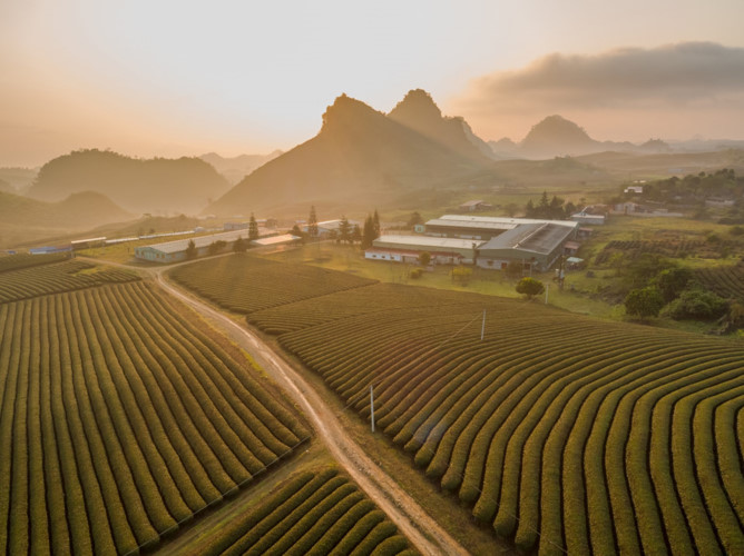 A tea field in Moc Chau District, northern province of Son La