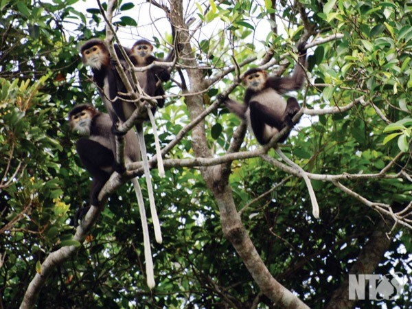 A family of black shanked douc langurs lives in Nui Chua National Park (Photo infornet.vn)