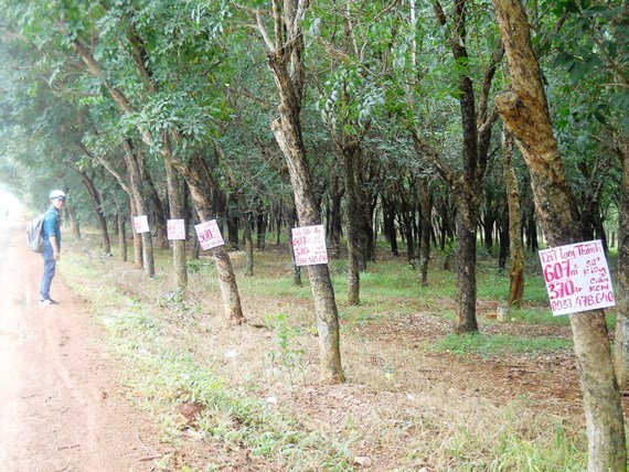 Dong Nai speeds up Long Thanh progress to avoid land price heat