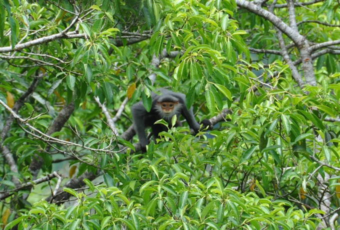 A gray-shanked douc langur (pygathrix cinerea) in central Việt Nam. Quảng Nam Province plans to restore a 80ha forest to protect a herd of 50 gray-shanked douc langurs in Núi Thành District. — Photo Courtesy of GreenViet  Read more at http://vietnamnews.vn/environment/381775/two-provinces-protect-primates-from-peril.html#04AGleTwHwHJq4jA.99