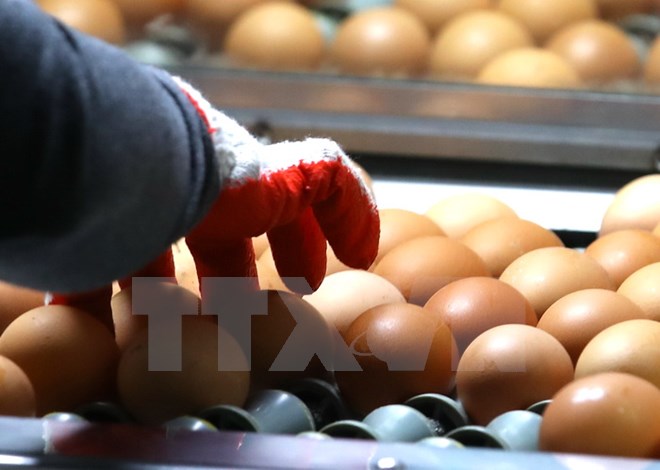 Tổng thống Hàn Quốc xin lỗi người dân về bê bối "trứng bẩn"