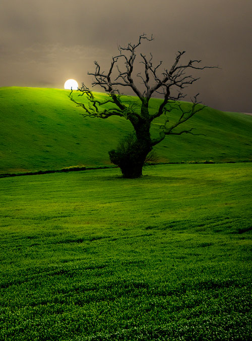 Campo Andaluz – Andalusian Countryside