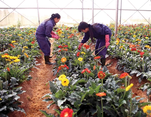 Transfer of flower-growing technology at  Lam Dong province’s Center for Research and Application of Agricultural Techniques__Photo: Vu Sinh/VNA