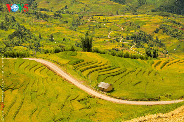 A beautiful road overlooks terraced rice fields.