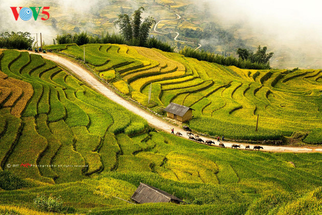 Local people take full advantage of hillsides to create beautiful terraced rice fields