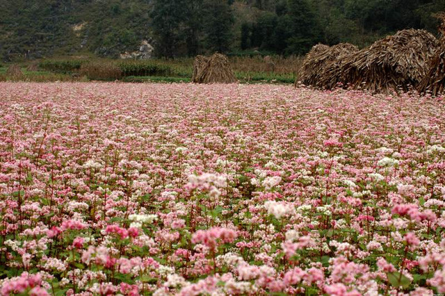 Moc Chau district in Son La province