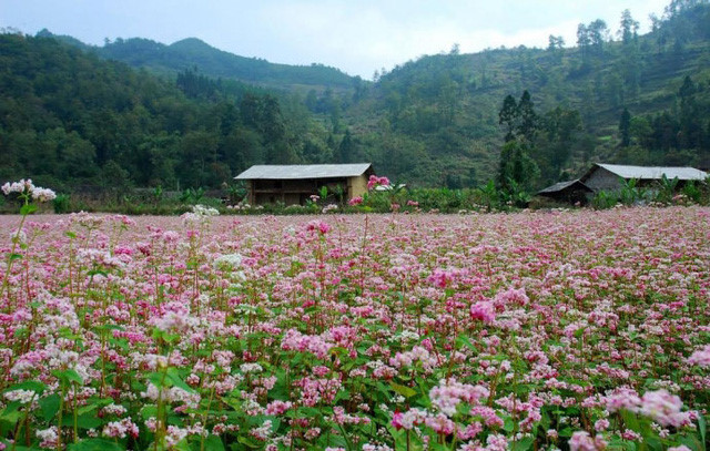 Top destinations to enjoy buckwheat blooming