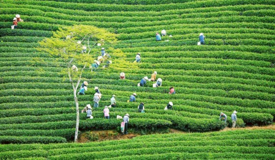 Cau Dat centennial tea plantation: Must-see destination in Da Lat