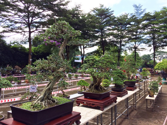 Ornamental plant exhibition held in Long Khanh