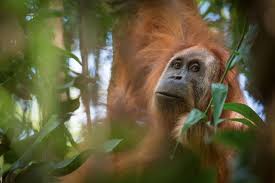 A photo of Pongo tapanuliensis, identified as a new species of orangutan is shown, found on the Indonesian island of Sumatra where a small population inhabit its Batag Toru forest, according to researchers November 2, 2017. Courtesy Andrew Walmsley/Handout via REUTERS 
