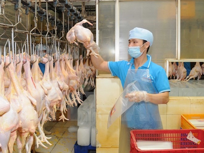 The Koyu & Unitek Company plans to develop a second chicken processing factory to meet the demand for chicken products of the Japanese market. — VNA Photo  Read more at http://vietnamnews.vn/economy/417502/company-to-build-factory-to-increase-chicken-exports.html#DOxHeK24QKd5MOlH.99