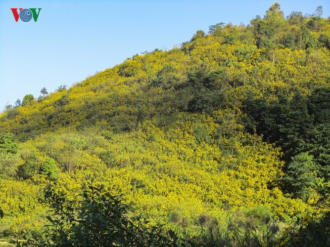   Pictured are Da Quy flower hills in the north-western region. 