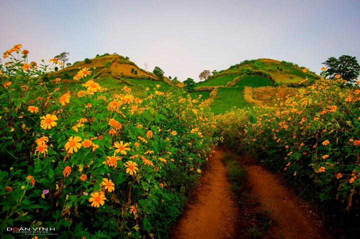    The roads leading to Chu Dang Ya volcano are lined with bright yellow Da Quy flowers. 
