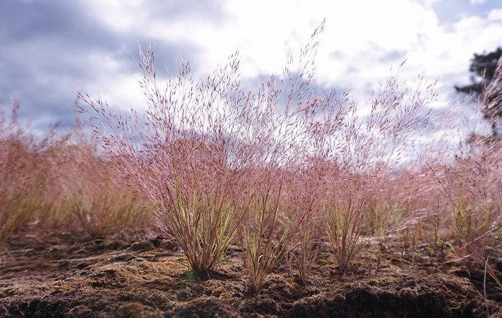       Pink grasses are especially adapted to the arid soil and harsh conditions.