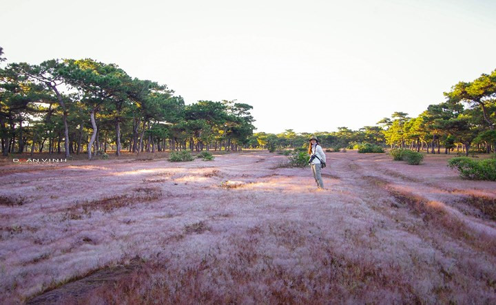      Pink grasses are a new favourite among travellers who enjoy taking eye-catching photos of the vivid pink wild flowers. 