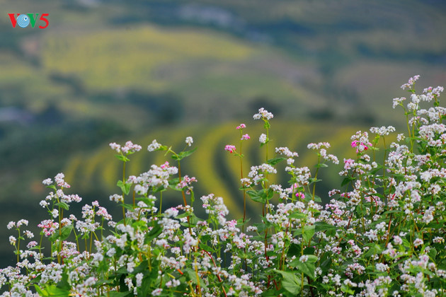   At the end of those adventurous roads are heaven-on-earth buckwheat flowers.