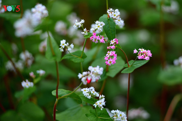   Buckwheat are beautiful white flowers tinged with pink.