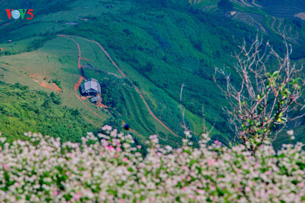   Buckwheat fields are a signature feature of Ha Giang. The flowers can be found in many places, including Lung Cu Flag Tower and Dong Van rock Plateau.